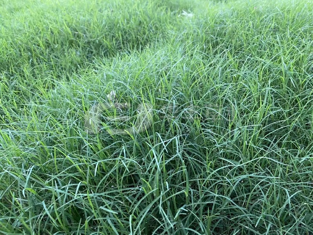 草坪建植的步骤重要分为哪两种？？？？？？