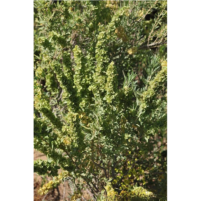 四翅滨藜（灰毛滨藜）