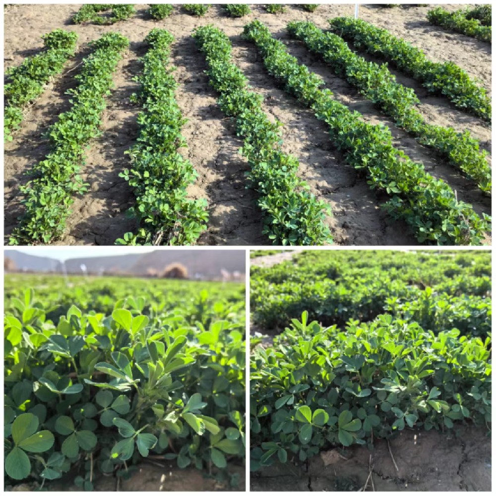 我公司苜蓿种类安全越冬，，，，，，，返青优良