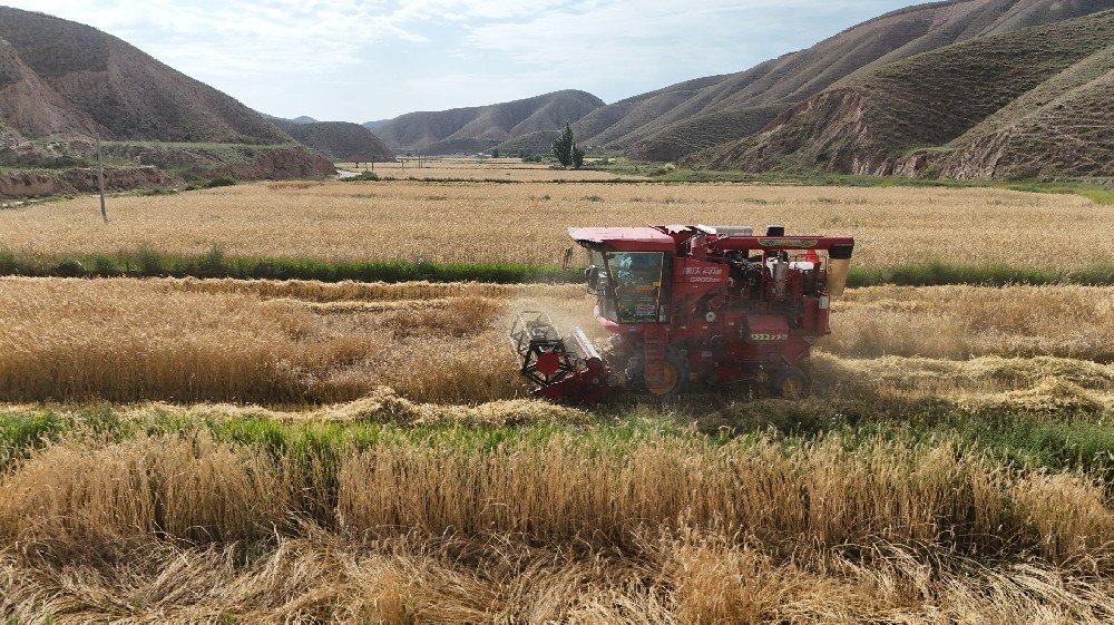 草种迎丰登，，，，，，，田间收成忙