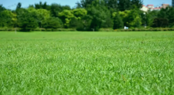 草坪选种纠结症？？？？？？？？这款「绅士」黑麦草，，，，，，让养护变轻松！