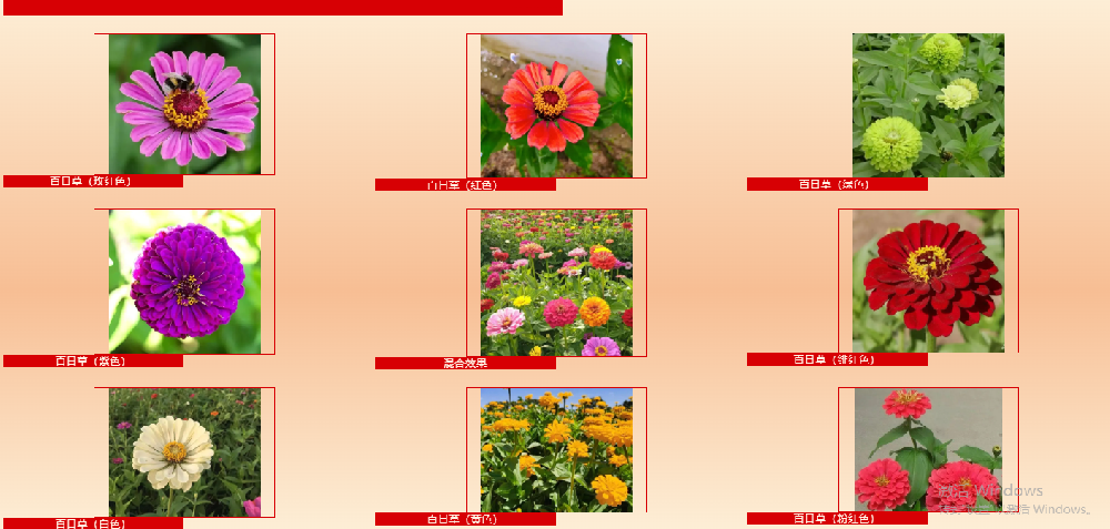 百日草：不止百日开放，，，，，，，藏着多元价值的宝藏花草