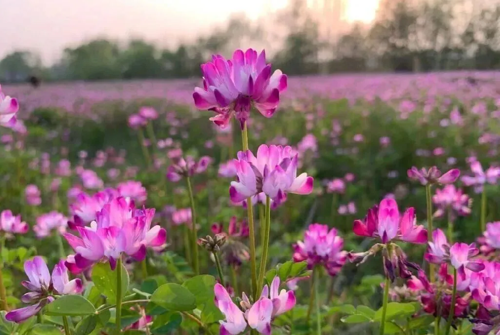 一粒绿肥种子，，，，，，，唤醒一片沃土