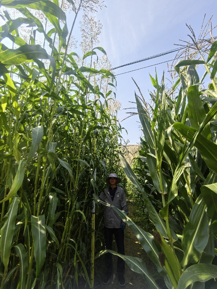 养殖降本神器！饲用甜高粱，，，，，，，，一亩顶三亩，，，，，，，，牛羊长膘快人一步。。。。。