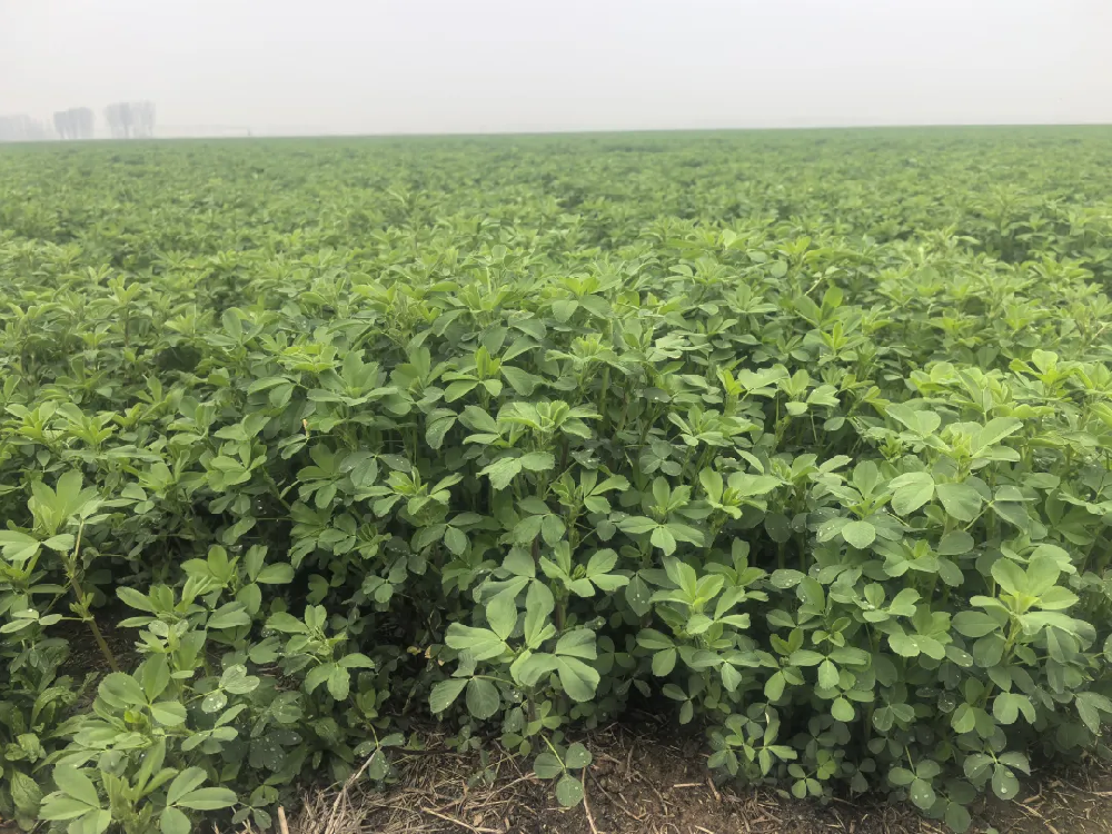 甘农5号紫花苜蓿耐盐实力脱颖而出